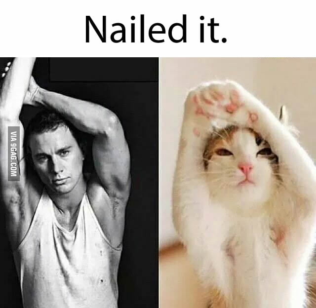 Cat doing it better... - 9GAG