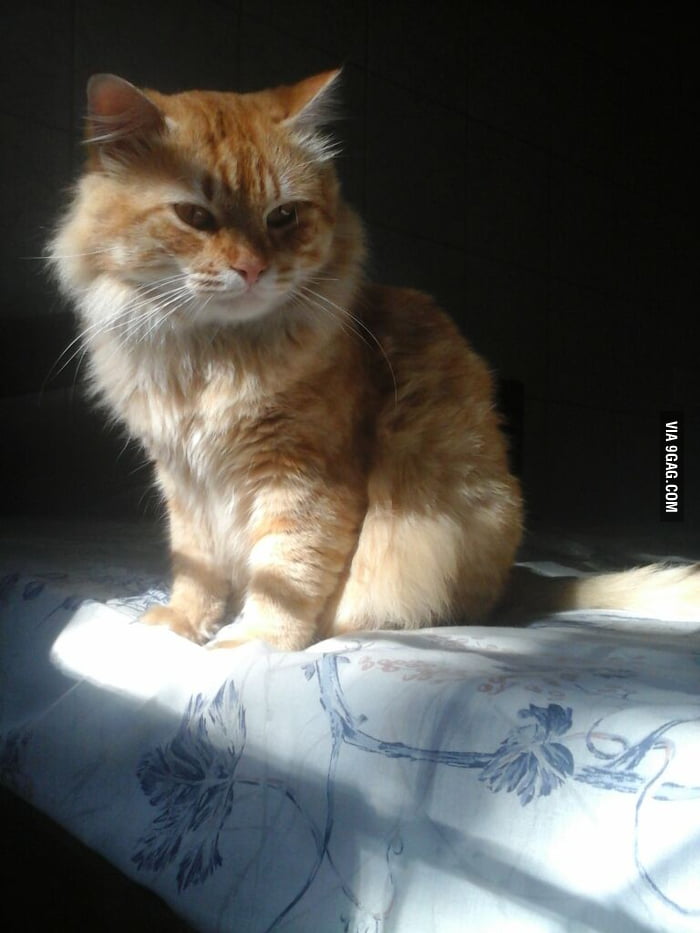 My Cat Is Prettier Than Me v 9GAG My Cat Is Prettier Than Me v 9GAG