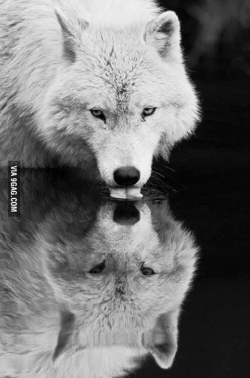 Just a white wolf drinking water - 9GAG