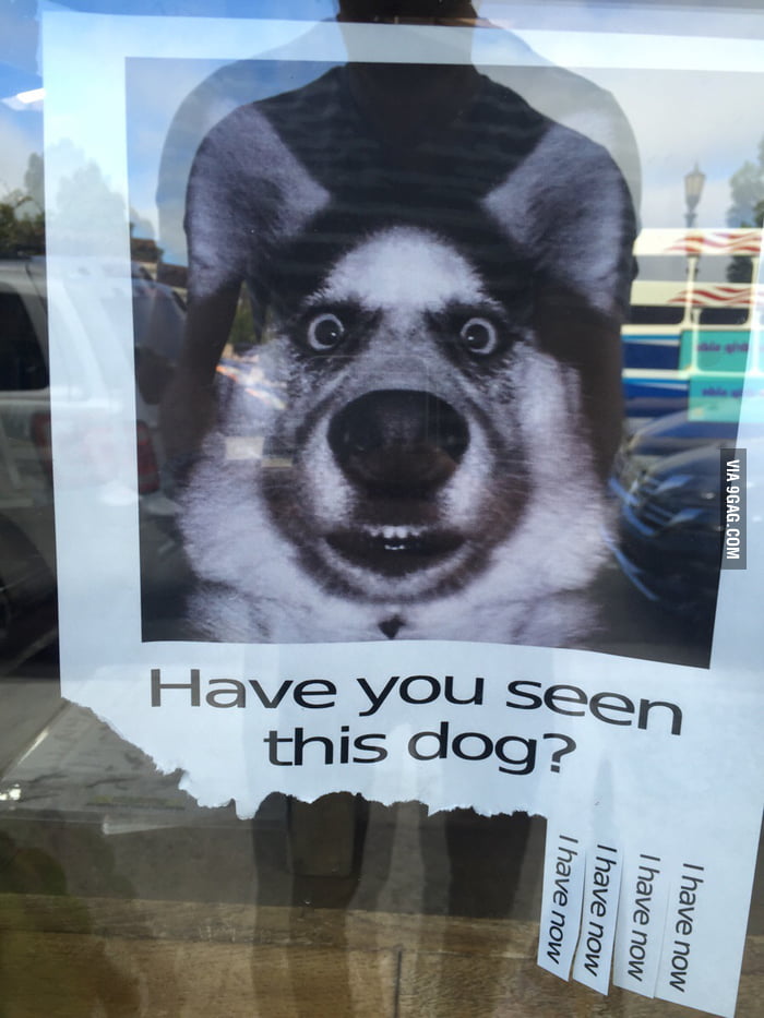 Have you seen this dog? - 9GAG