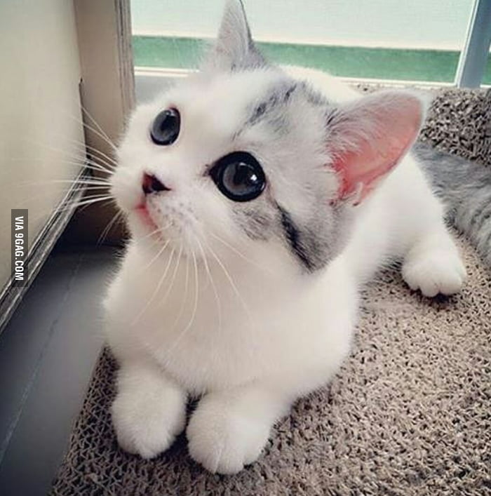 Cutest kitten ever - 9GAG