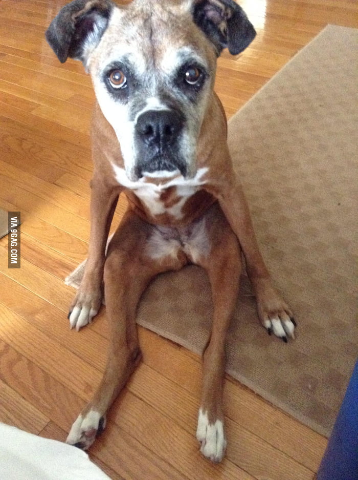 My dog has a weird way of sitting 9GAG