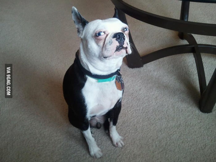 Dog giving the side-eye - 9GAG