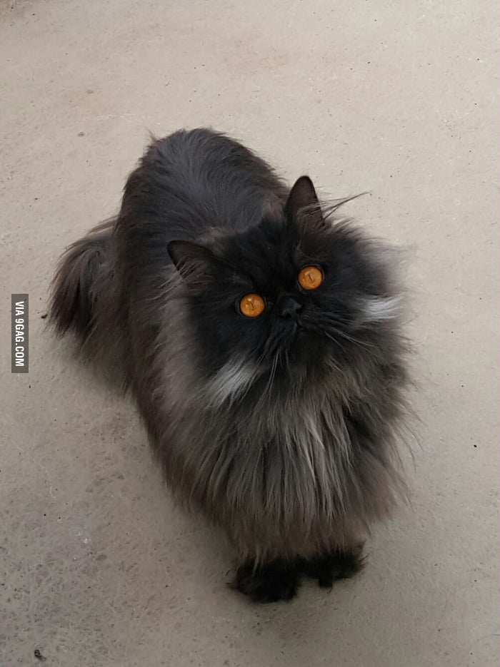 What a fluffy eye of Sauron would look like - 9GAG