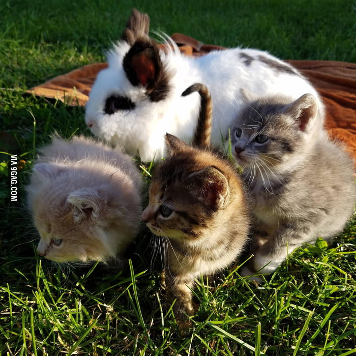 Bun and kittens - 9GAG