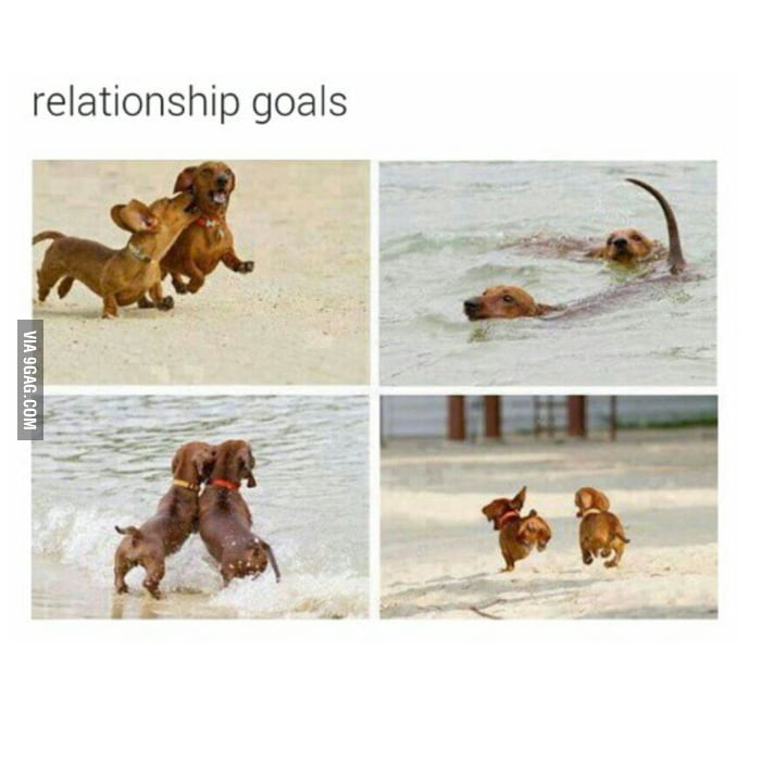 More unrealistic relationship expectations. Turning into a dog. - 9GAG