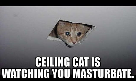 Ceiling Cat 9gag