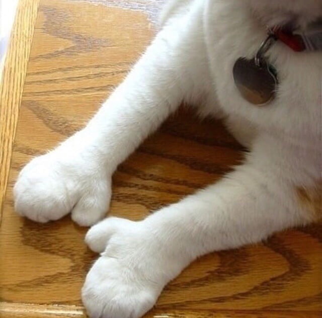 Cat With Thumbs GAG