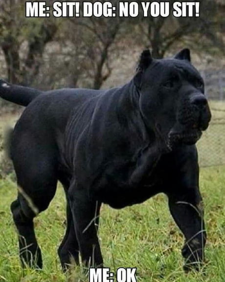 Cane Corso 9gag