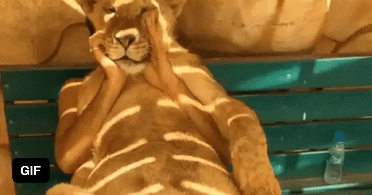 Cozy big cat - 9GAG