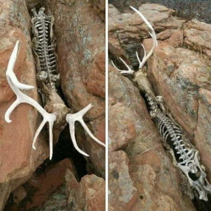 This deer got stuck between these rocks - 9GAG