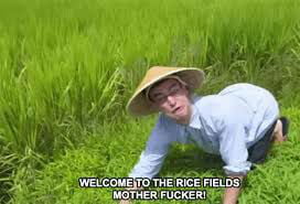 welcome to the rice field