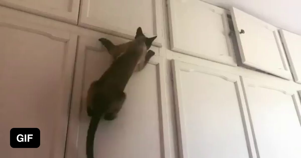 Дверь для кота. Кот открывает шкафы. Кот открывает шкафы. Кот открывает шкафы. Кот роется в шкафу.