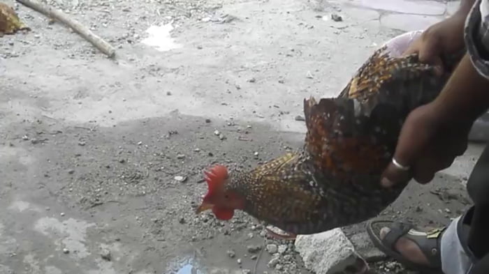 Apparently Chickens Can Keep Their Heads Amazingly Stable 9gag