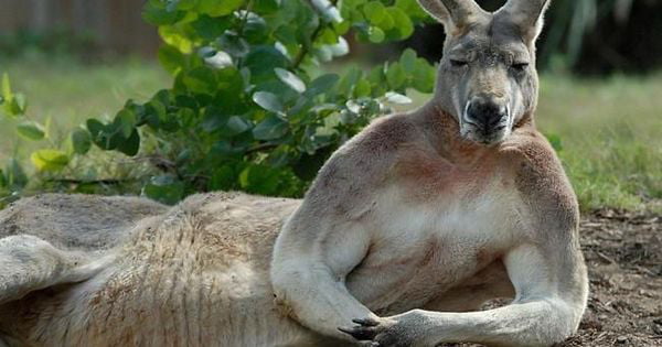 Searched for macho kangaroo. Not disappointed - 9GAG