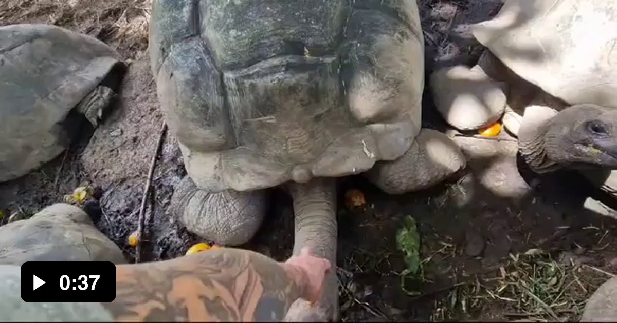 Turtle Scratching Giant Turtles will stand up and