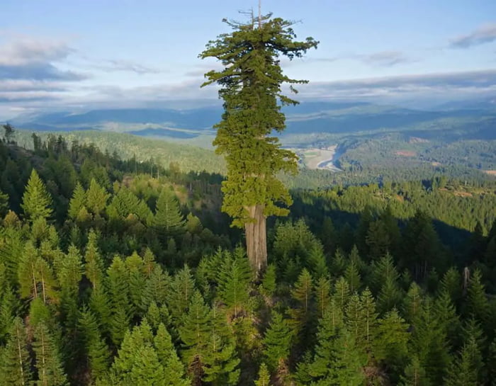 Hyperion, a redwood in California, is the tallest tree in the world ...