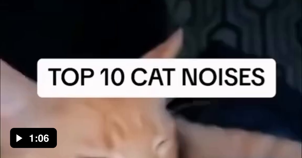 Top 10 Cat Noises 9GAG