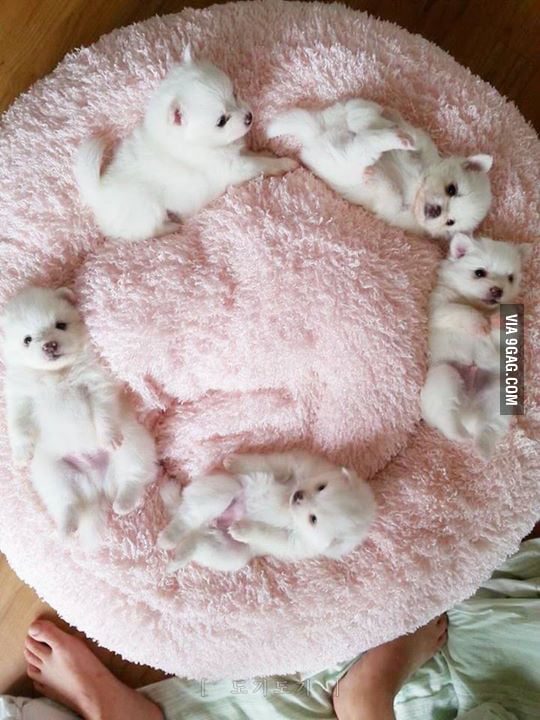 Cute puppies laying down 9GAG