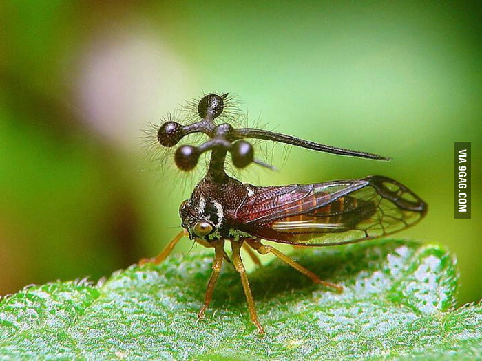 I present you the Brazilian Treehopper... more like the Nope Pokemon ...