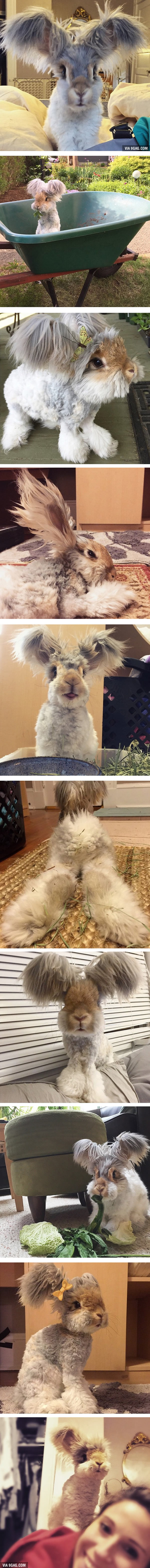 Meet Wally, The Bunny With The Biggest Wing-Like Ears
