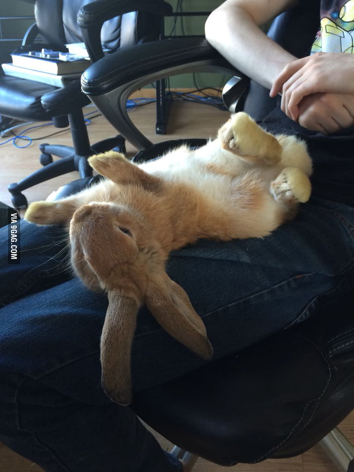 One of our bunnies is really good at playing dead. 9GAG