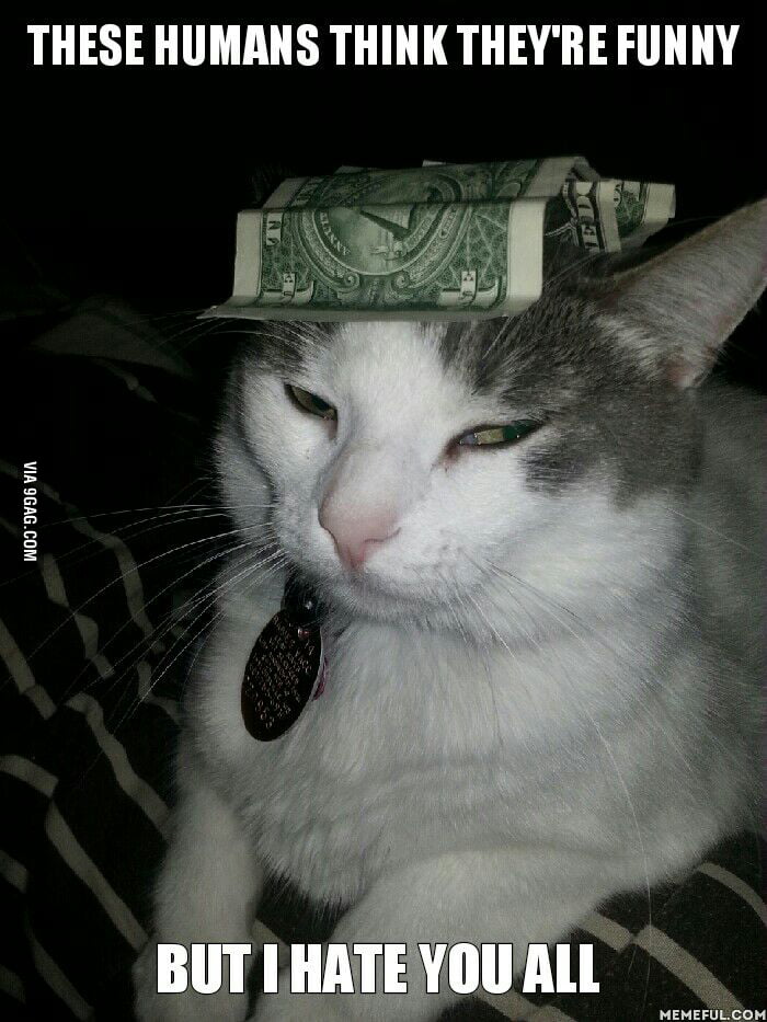 My cat hates me sometimes 9GAG