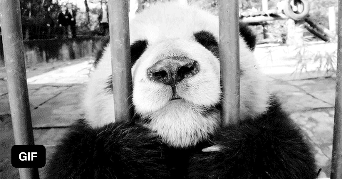 Не жалей панда. Удивленная панда. Не жалей панда. Не жалей панда. Не жалей панда.