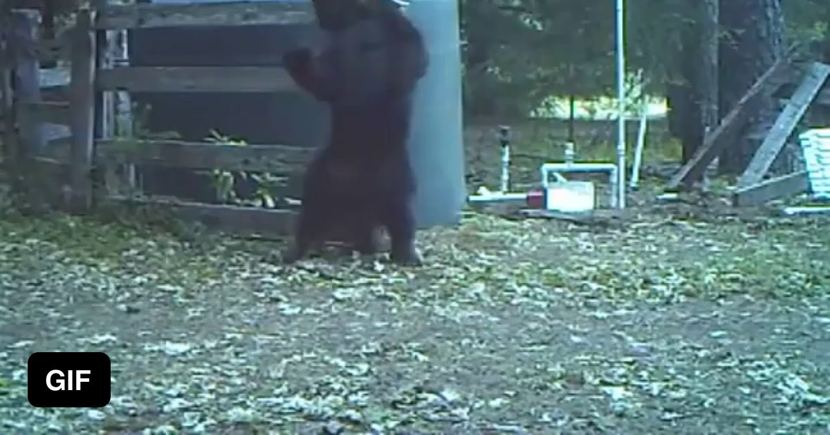 Bear takes one in the nuts - 9GAG