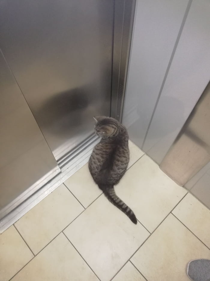 The cat from a friend always uses the elevator. 9GAG