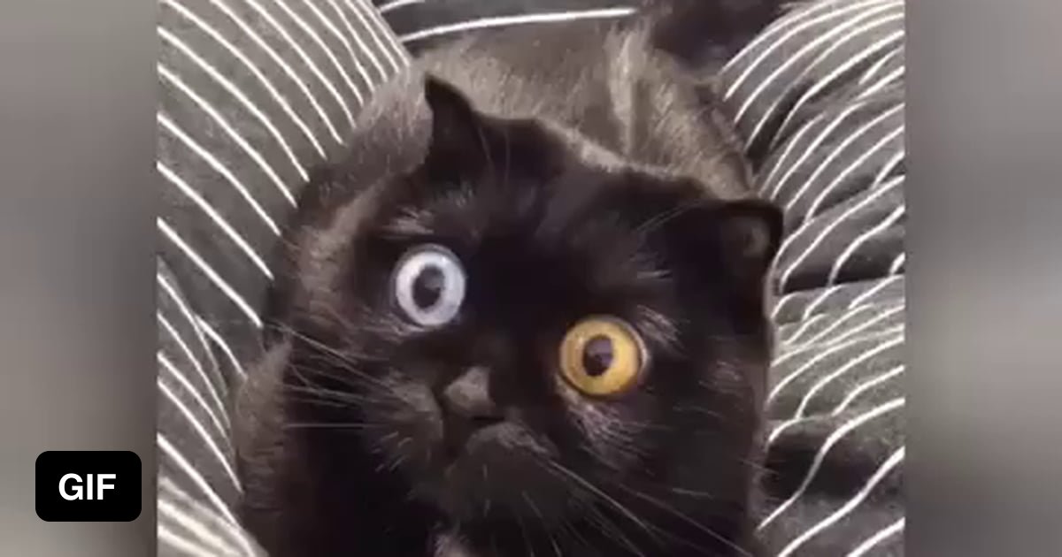 Cat's eyes dilate rapidly when attack mode is triggered - 9GAG