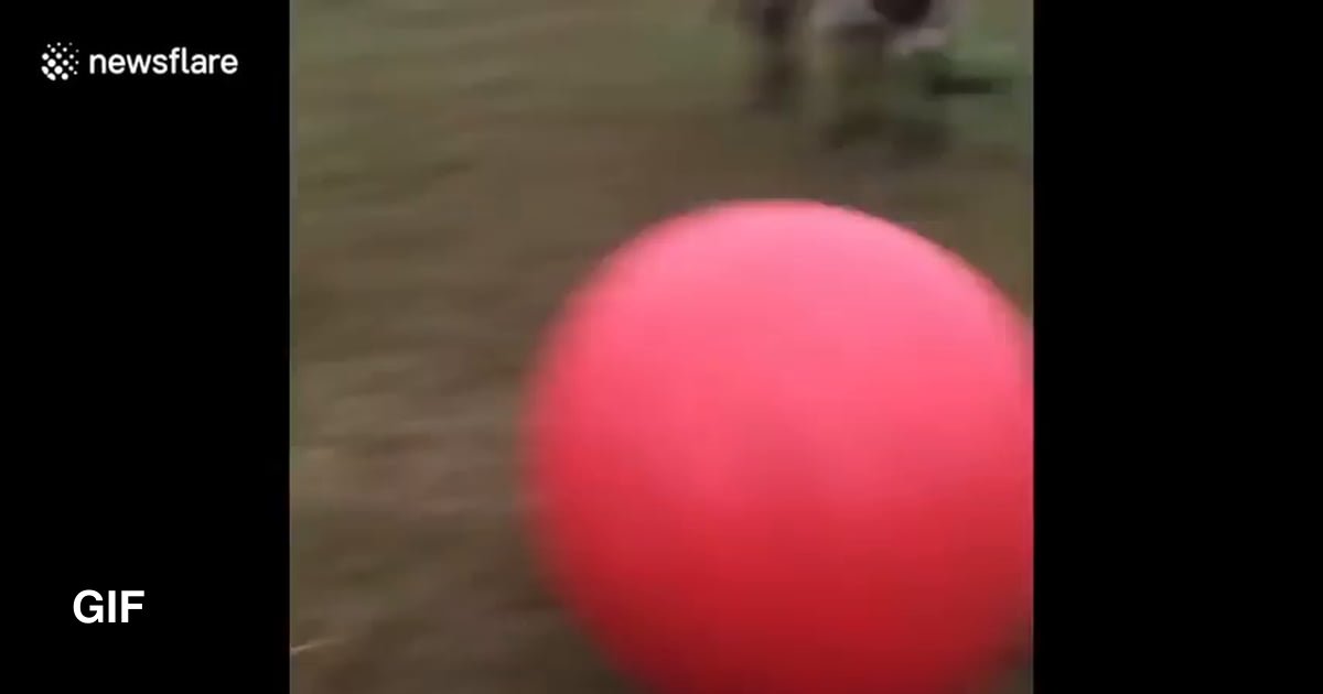 Bull dies inside when he pops his favorite bouncy ball - 9GAG