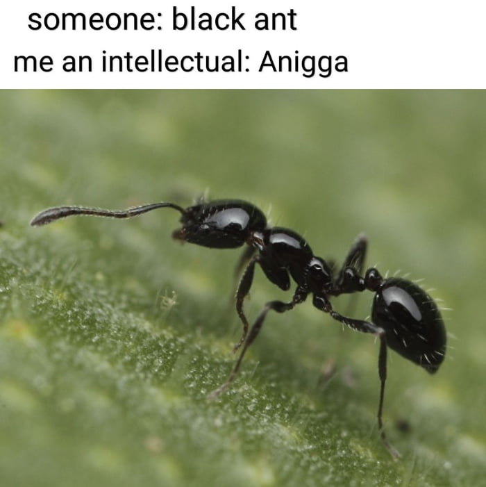 Черный муравей. Черный Муравейник чёрного муравья. Черный муравей вблизи. Императорский черный муравей.