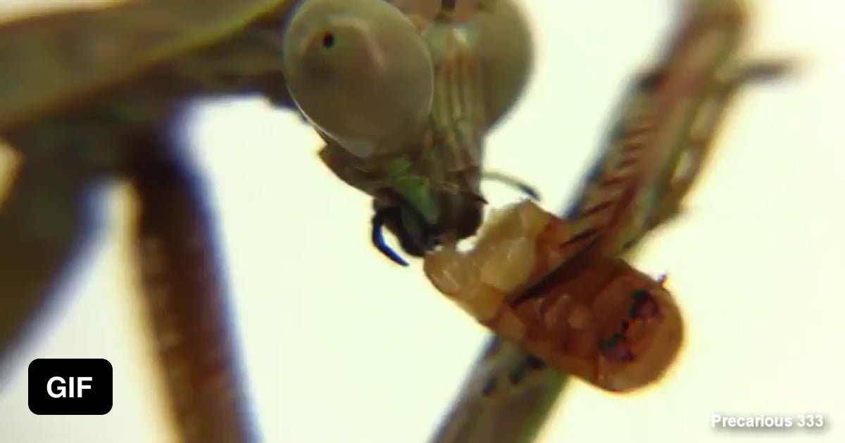 Mantis Eats Nipple