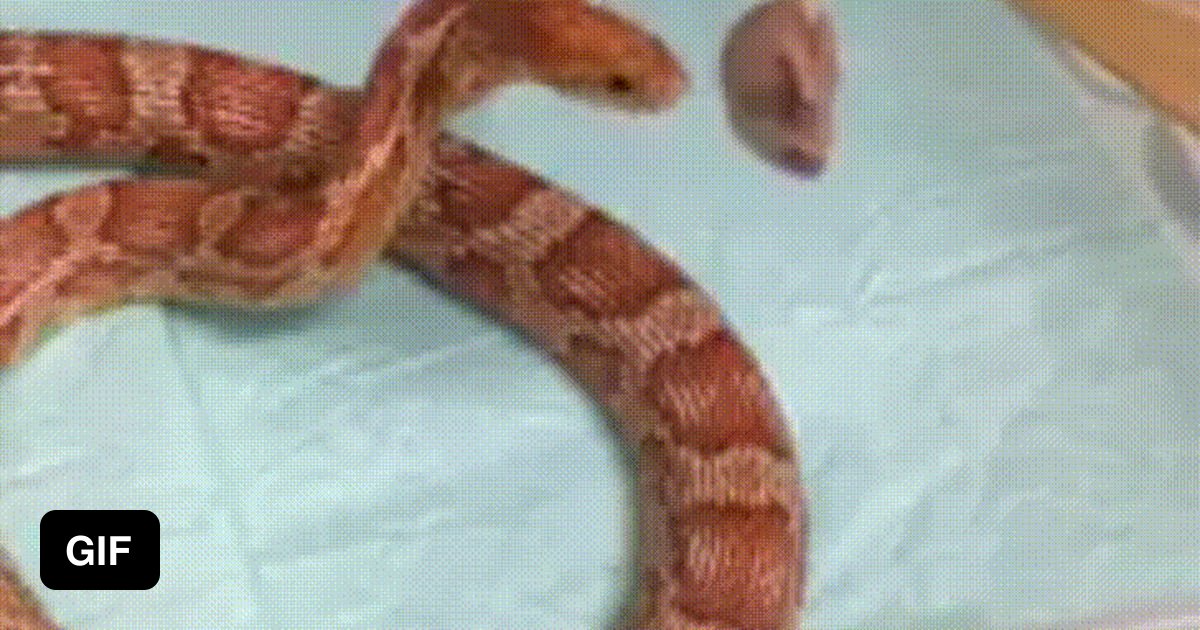 Hungry Snek 9gag