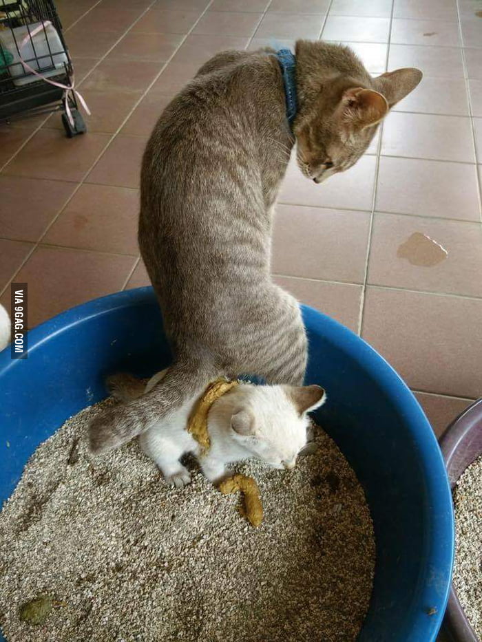 At This Point Your Only Option Left Is To Throw Away The Whole Cat 9GAG At This Point Your Only Option Left Is To Throw Away The Whole Cat 9GAG