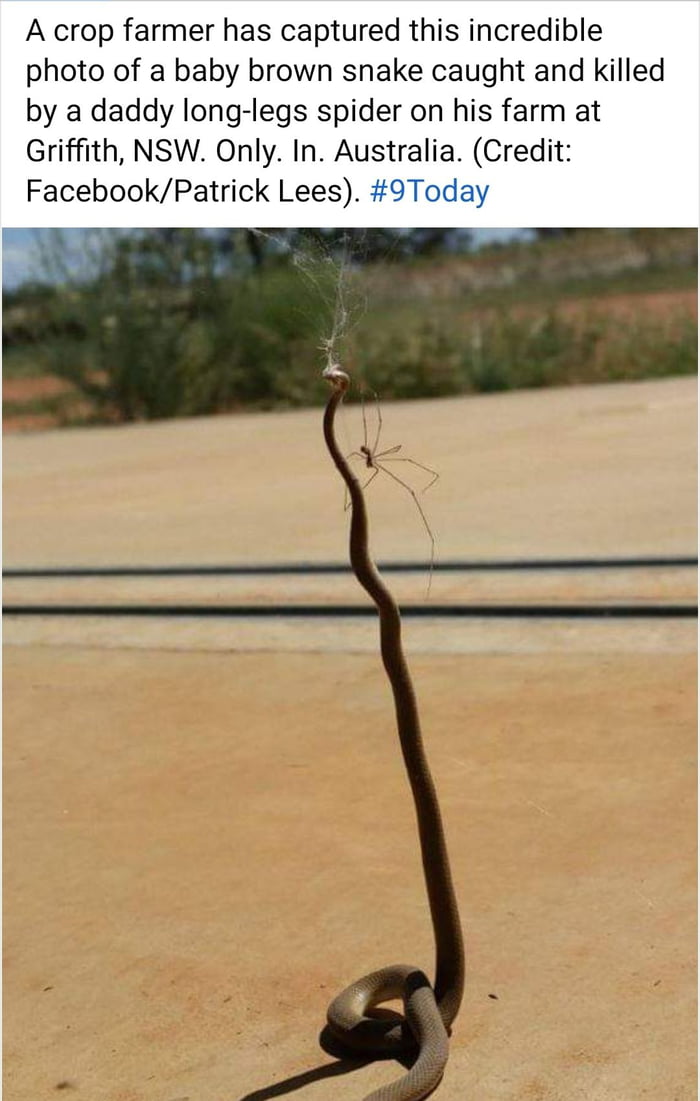 TODAY - A crop farmer has captured this incredible photo of a baby brown  snake caught and killed by a daddy long-legs spider on his farm at  Griffith, NSW. Only. In. Australia. (