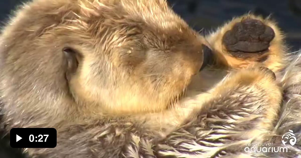 Sea otters hold hands to stop them from drifting apart and losing each ...