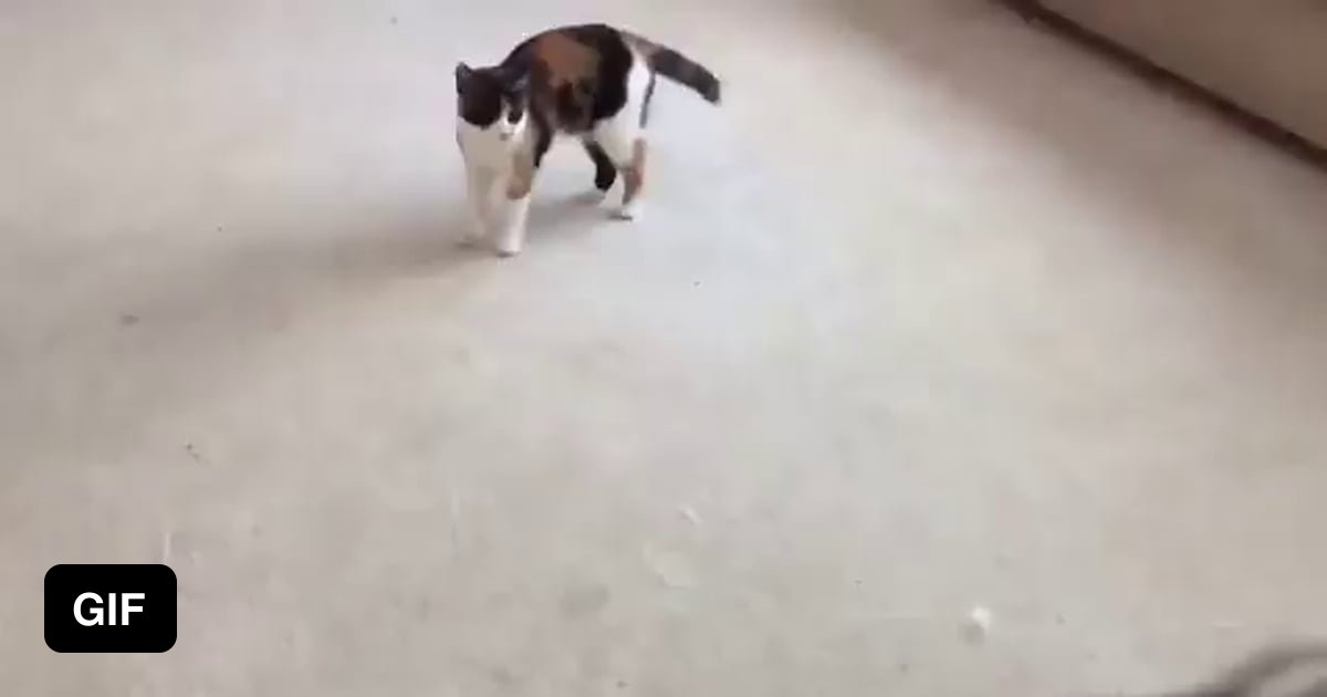 Coyote playing with the cat it grew up with - 9GAG