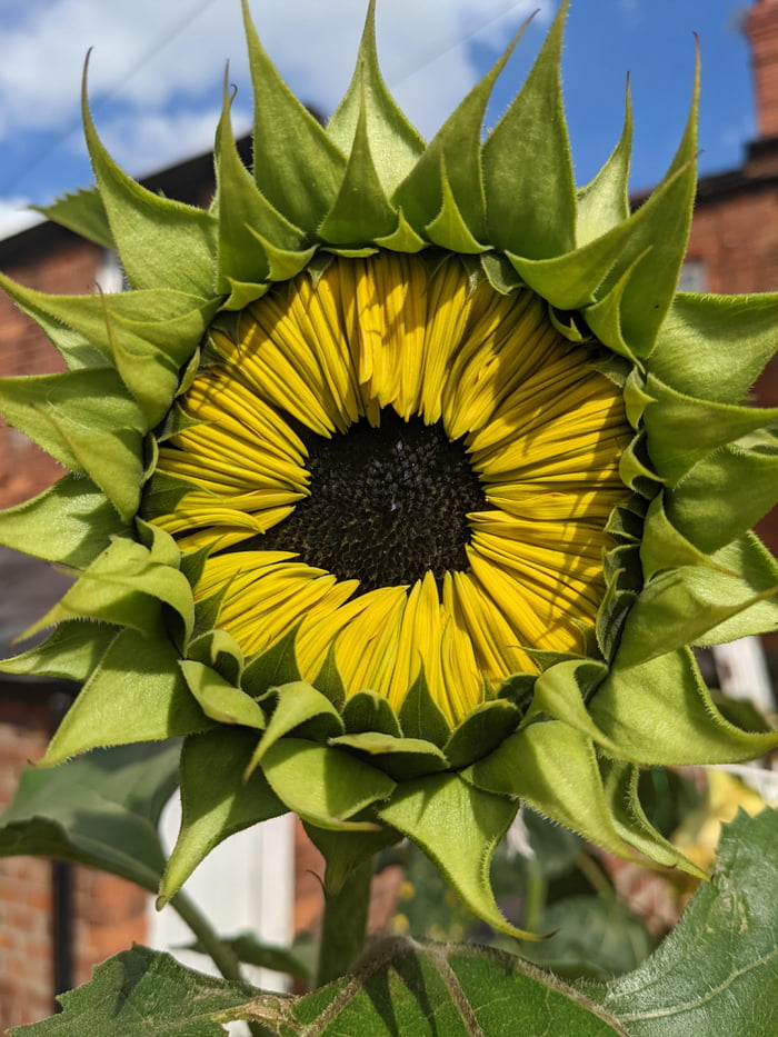 This Sunflower that's around 48 hours from opening 9GAG