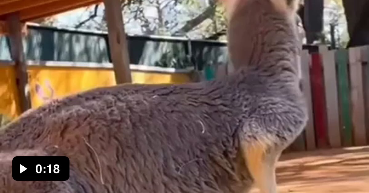 Baby kangaroo entering mother's pouch 9GAG