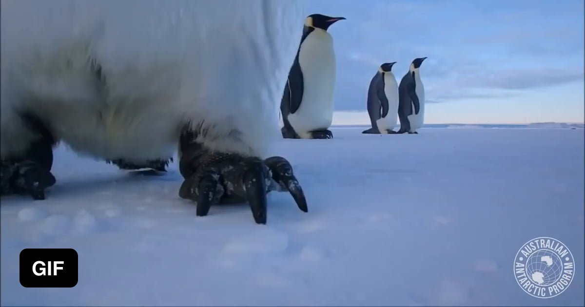 Curious emperor penguins investigate a wildlife camera. - 9GAG