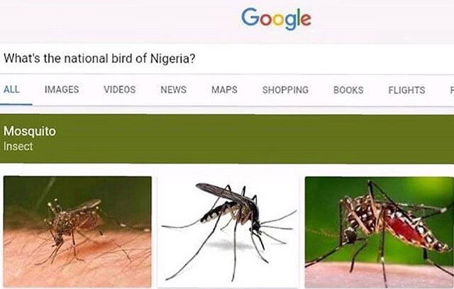 what-s-the-national-bird-of-nigeria-9gag