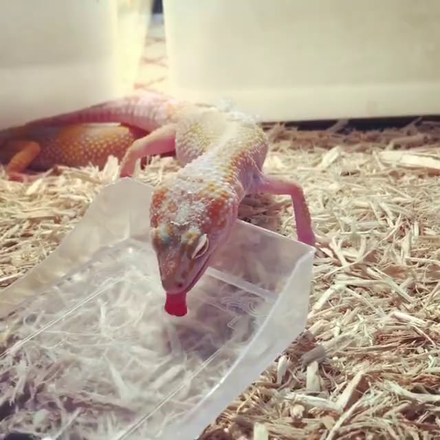 Be happy like this lizard drinking water is 9GAG