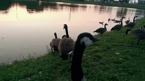 canada goose 9gag canada goose 9gag