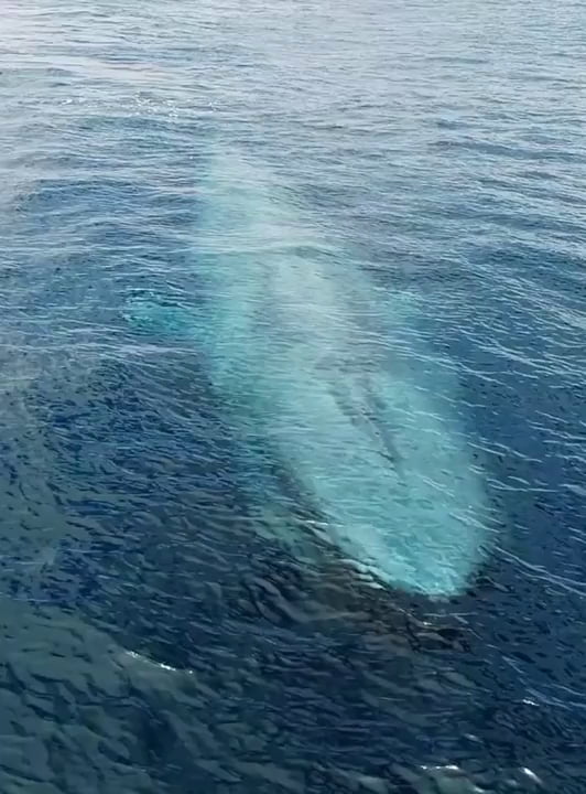 Blue whale coming up for air - 9GAG