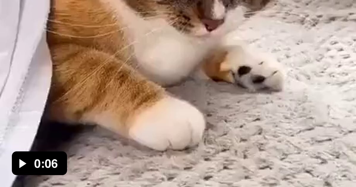 When you drag your cat out of the bed 9GAG