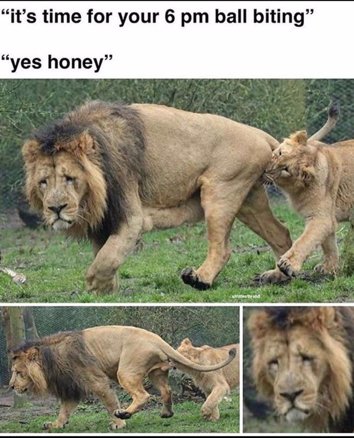 Yes honey... - 9GAG