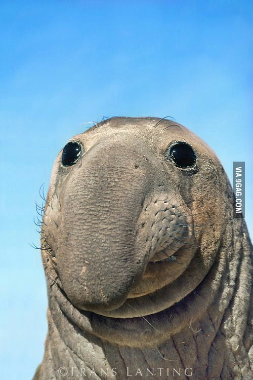 I present to you the elephant seal! - 9GAG