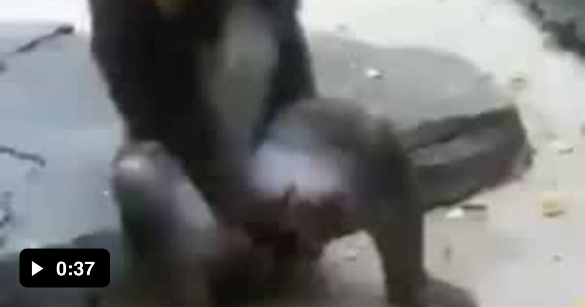 Monkey Masturbating Video